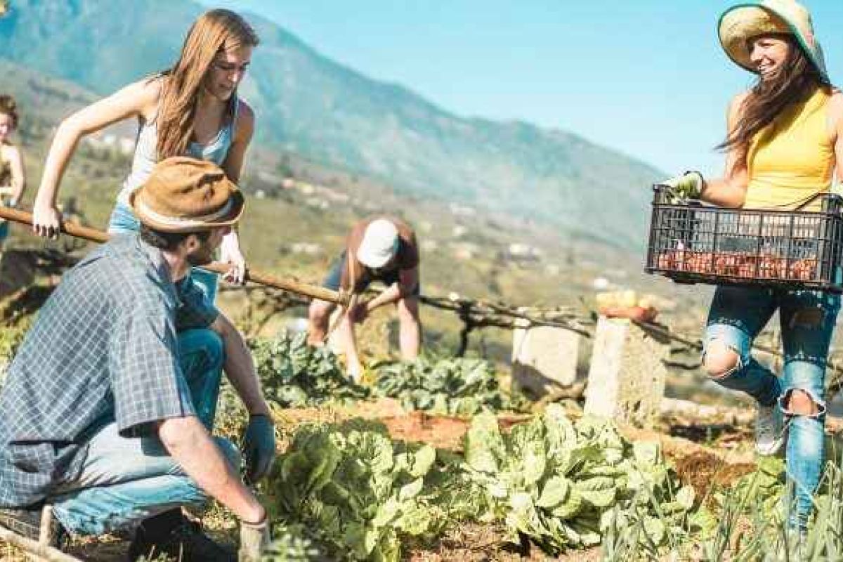 Innovación social: una herramienta imprescindible para las zonas rurales marginadas