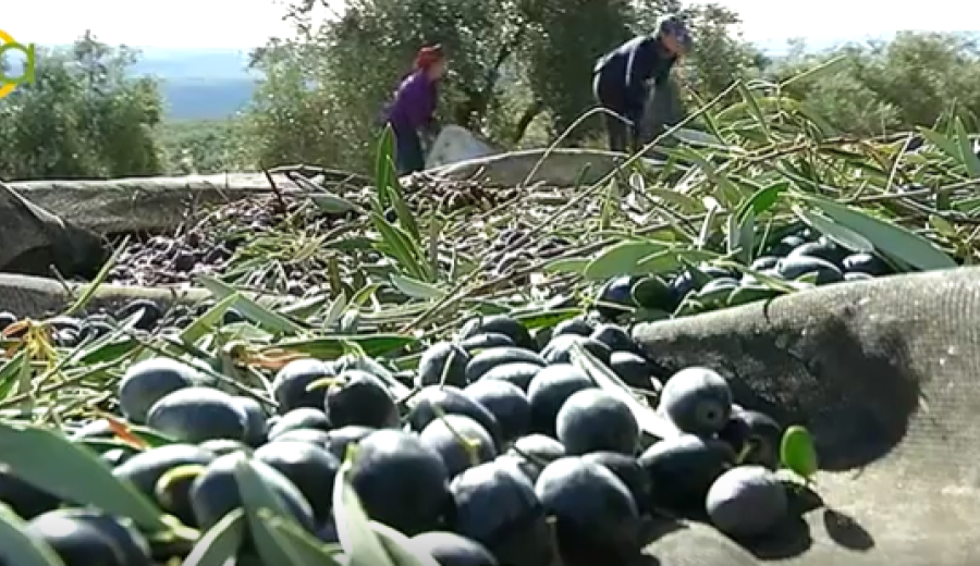 Piden no perder la posibilidad de que los Planes de Desarrollo Rural apoyen a las explotaciones agrarias para salir de la crisis