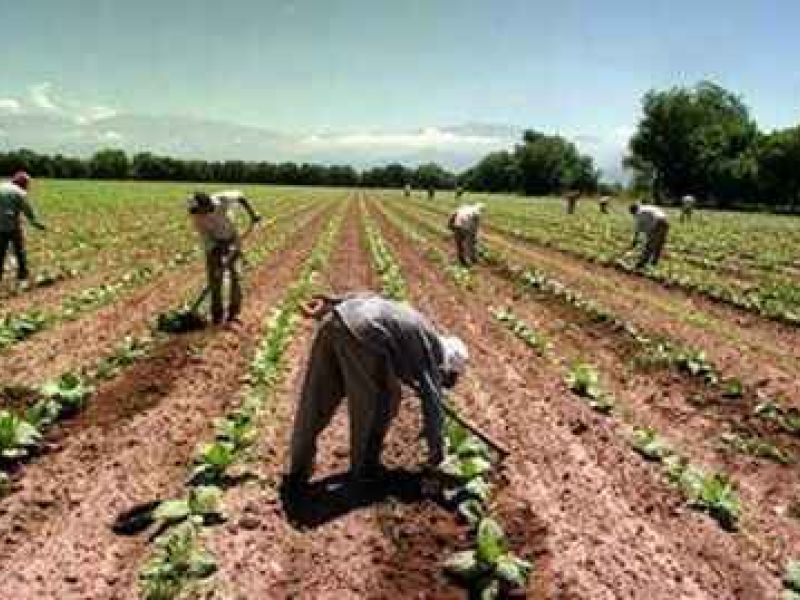 Amigos de la Tierra reivindica la importancia del sector agrario y ganadero en tiempos de emergencia sanitaria por el COVID-19