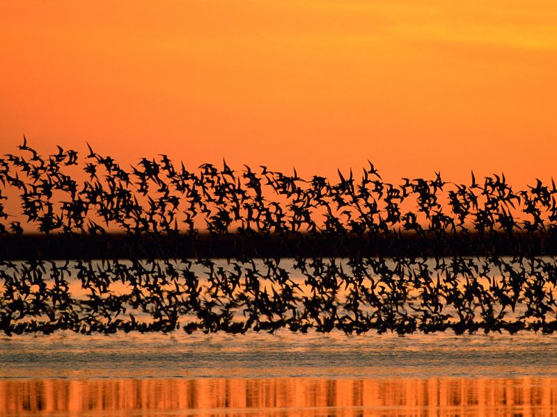 ARA consigue una subvención de más de 336.000 euros para impulsar la descarbonización y la transición energética en el entorno de Doñana