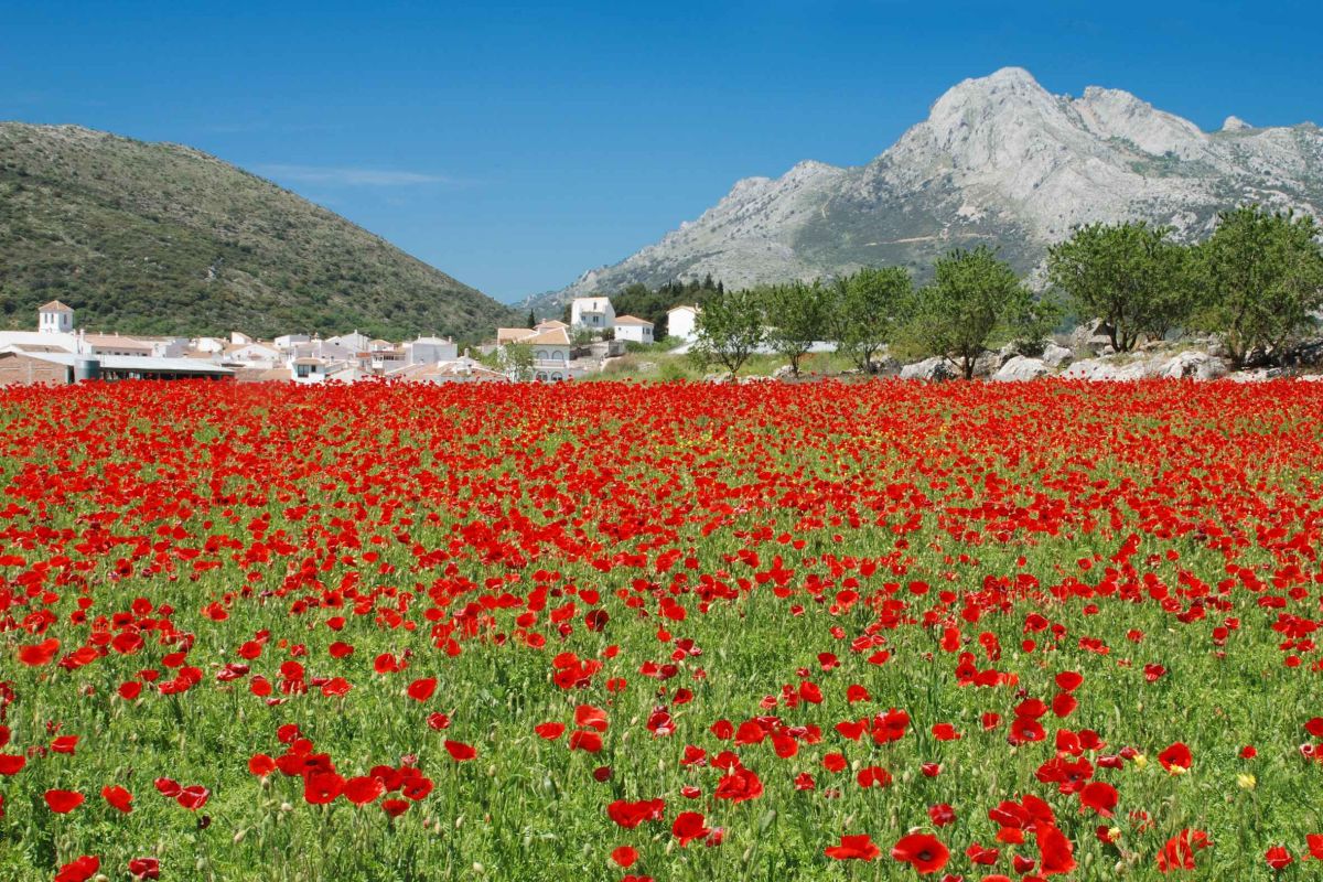 El GDR de la Axarquía aprueba 22 proyectos que generarán 1 millón de euros en la comarca