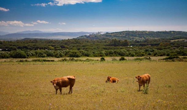 Grupo de Desarrollo Rural Litoral de la Janda y Los Alcornocales
