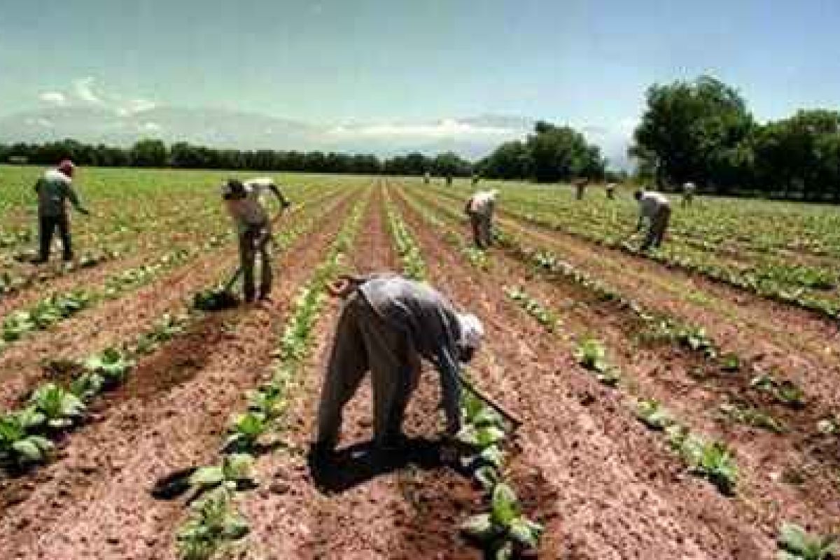 Amigos de la Tierra reivindica la importancia del sector agrario y ganadero en tiempos de emergencia sanitaria por el COVID-19