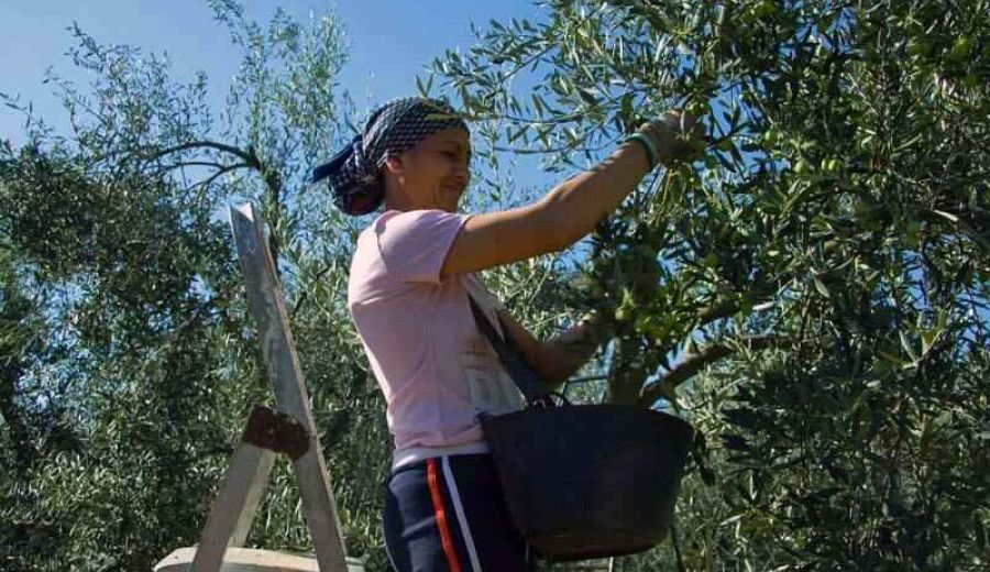 El ministro Planas solicita al comisario de Agricultura medidas de mercado eficaces para afrontar la crisis del COVID-19