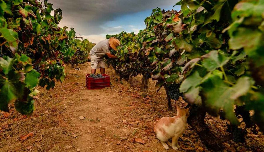 Abierto el plazo para participar en el concurso fotográfico “Medio Rural y Pesquero en Andalucía 2023”