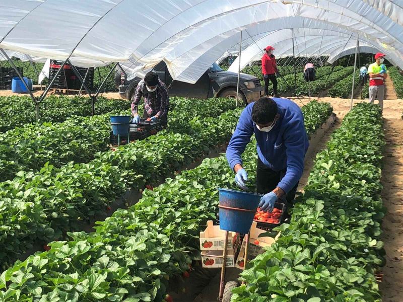 La Consejería de Agricultura pide usar las ayudas europeas para combatir la crisis del Covid-19