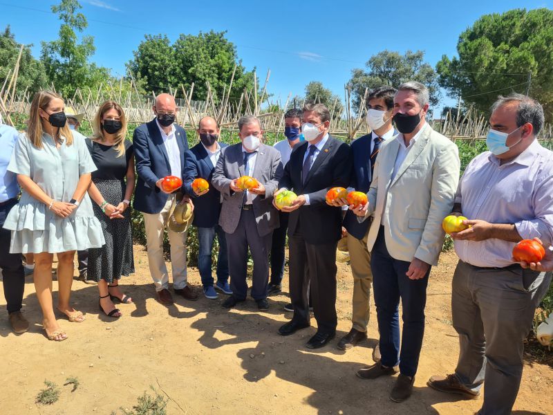 Luis Planas visita una explotación de una variedad de tomate autóctono del Valle del Guadalhorce