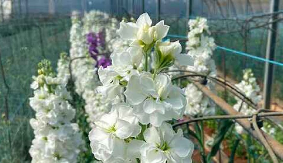 Los agricultores en los que casi nadie ha pensado: el coronavirus trae la ruina para la flor cortada