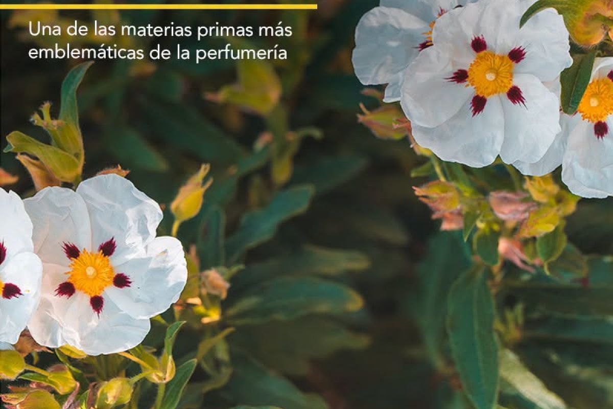 La Jara del Andévalo recibe el Premio Sostenibilidad y Patrimonio Olfativo de la Academia del Perfume 2026