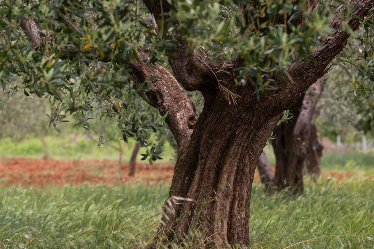 La biomasa, energía para el desarrollo de los territorios rurales