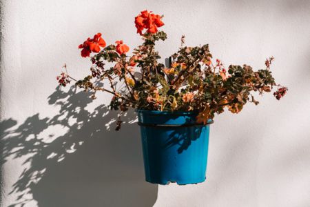 img venta mauro 001 e6cf5113