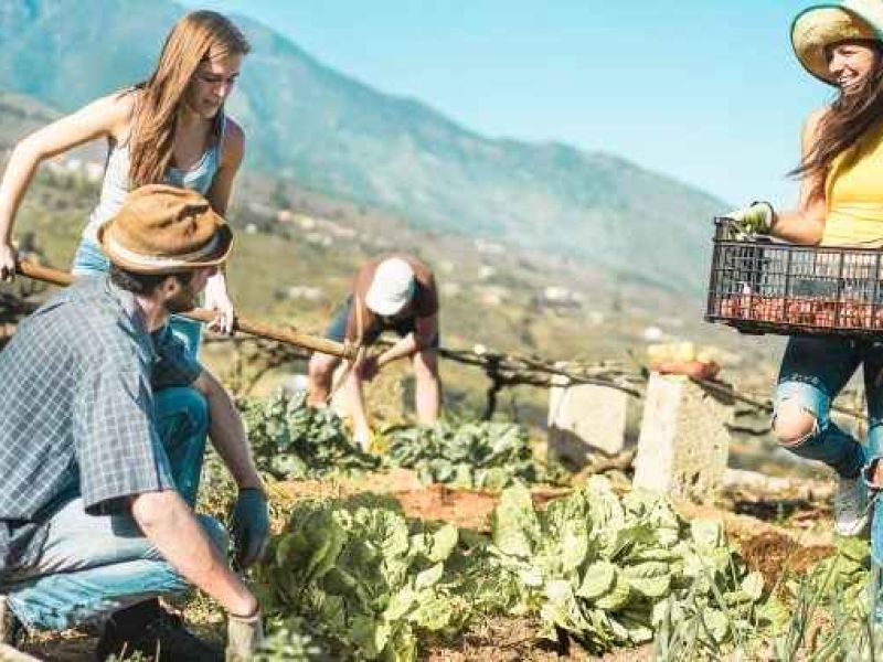 Innovación social: una herramienta imprescindible para las zonas rurales marginadas