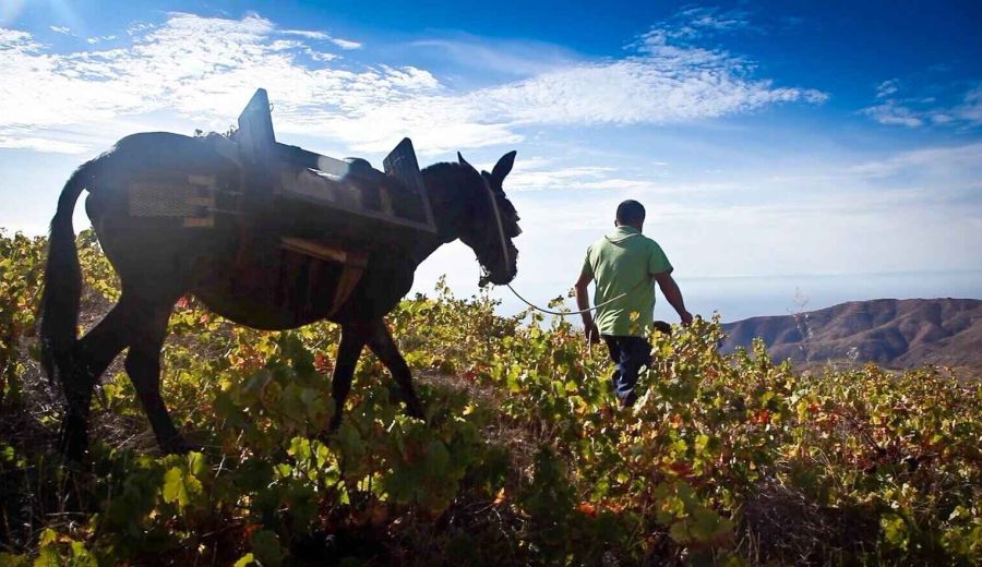 Seminario sobre Buenas prácticas en enoturismo en el Valle de Lecrín