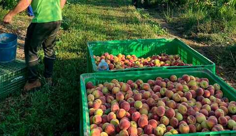 Luis Planas: Las nuevas estrategias ambientales de la CE deben ser una oportunidad para agricultores y ganaderos