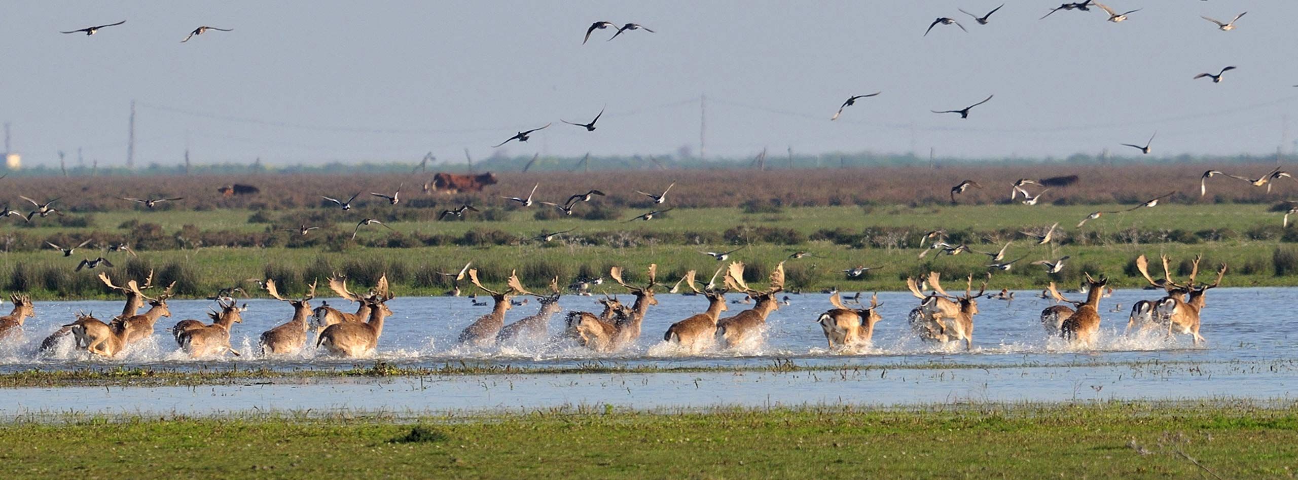 Doñana cero emisiones
