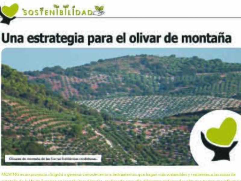 Sumérgete en el olivar de montaña con Guadajoz y Campiña Este de Córdoba