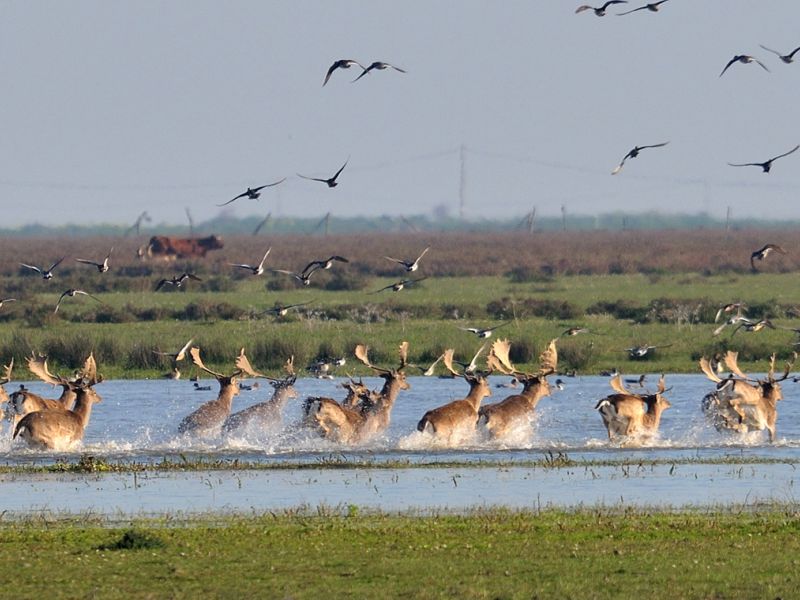 Netzero_Doñana edita un folleto divulgativo para empresas y ayuntamientos del área de influencia de Doñana