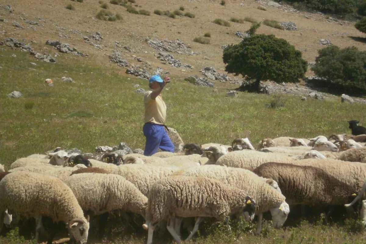 Andalucía aprueba su Estrategia de Ganadería Extensiva con 457 millones de euros hasta 2030