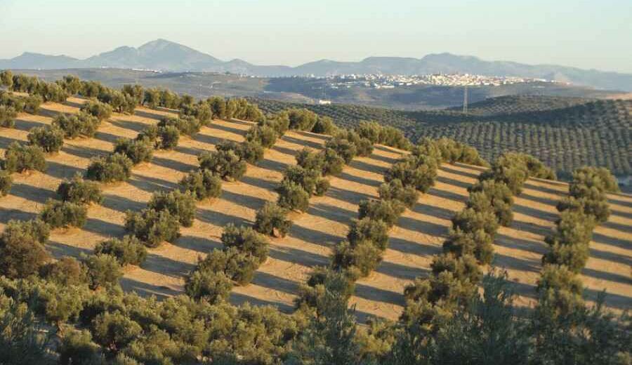 ADEGUA crea una Comisión para adaptar LEADER a las necesidades del medio rural tras la pandemia