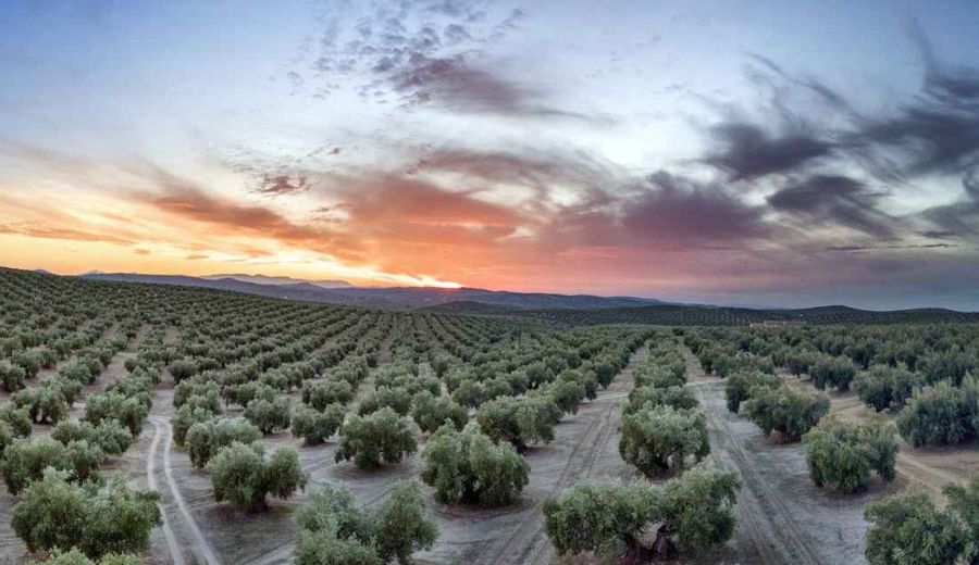 Andalucía, viaje por un infinito océano de olivos