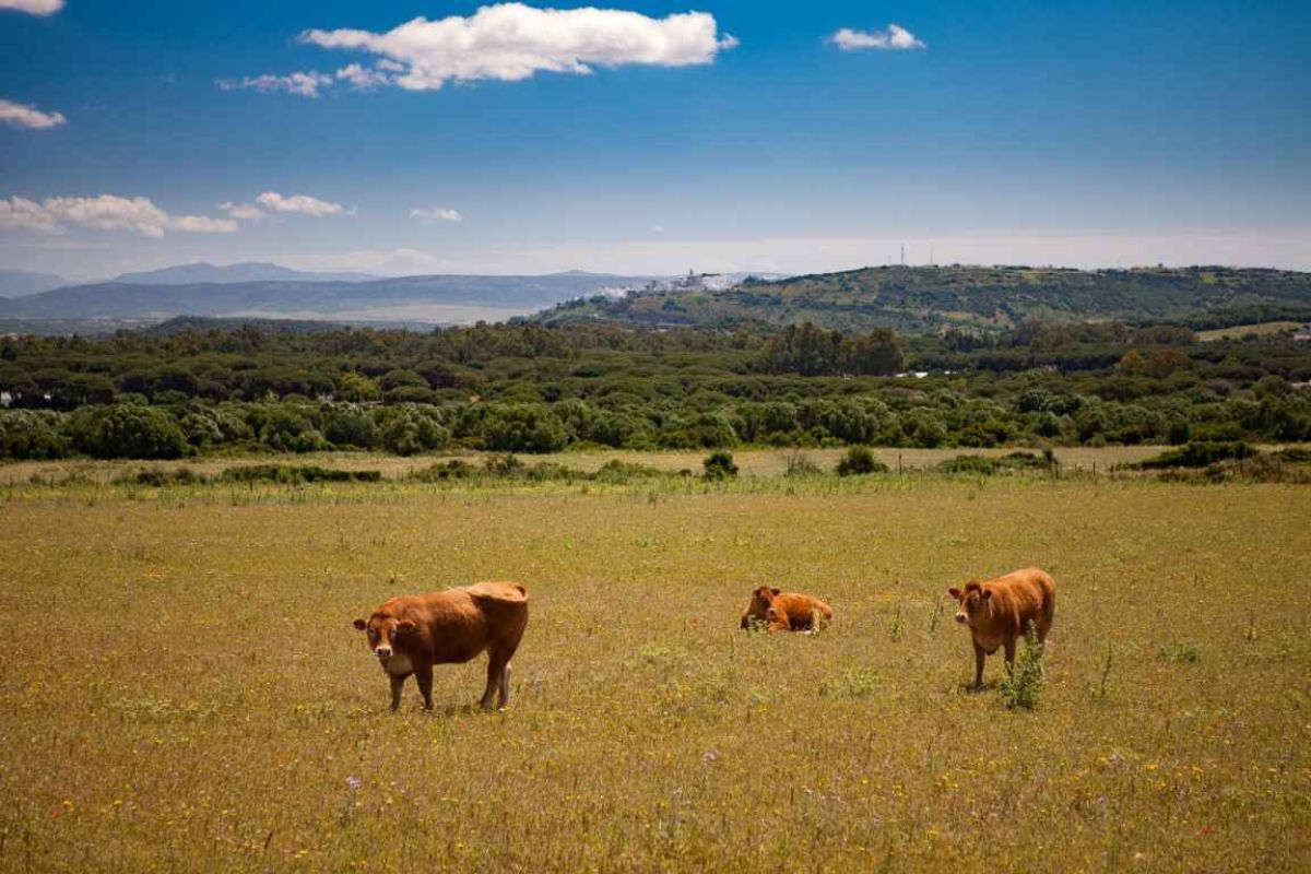 LEADER 2022 destina cerca de 5M€ a apoyar a los emprendedores rurales del Litoral de la Janda y de Los Alcornocales