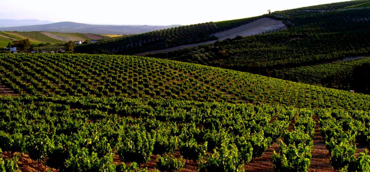 img gdr campi%C3%B1a sur cordobesa f54a03ed