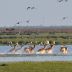 Netzero_Doñana edita un folleto divulgativo para empresas y ayuntamientos del área de influencia de Doñana