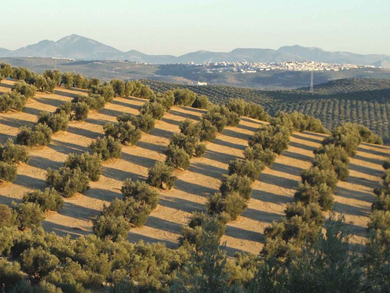Las dos cooperativas de olivar de La Puebla de Cazalla aprueban su fusión y crear OLEAND, con 5.000 productores
