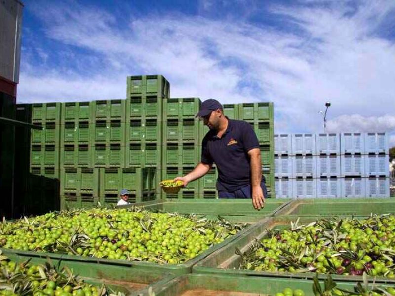 Andalucía facilita el asesoramiento gratuito para agricultores y ganaderos por parte de técnicos cualificados