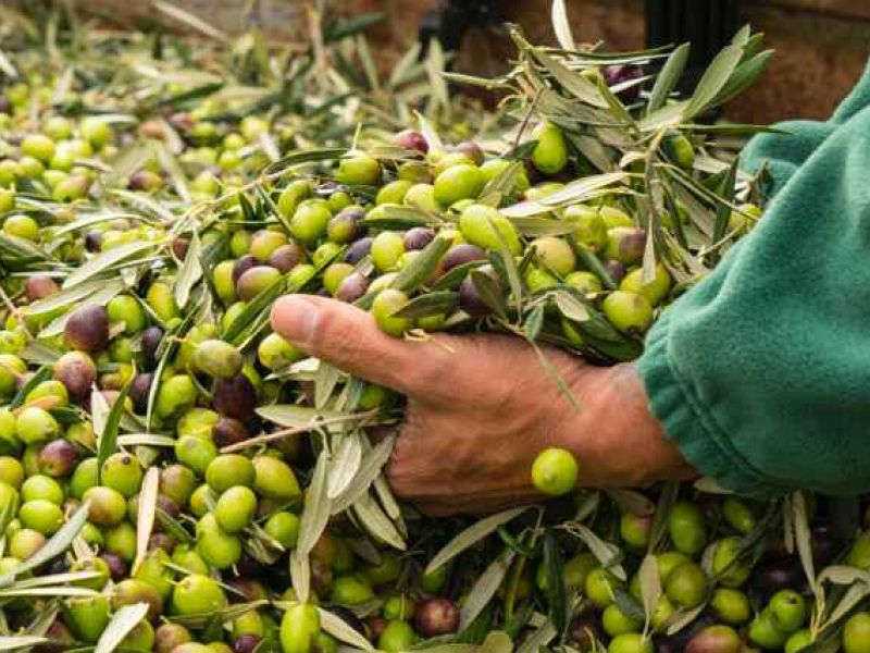 Los GDR Sierra  Sur de Jaén, Cazorla, Segura y Mágina formarán al sector oleícola en las certificaciones halal y kosher