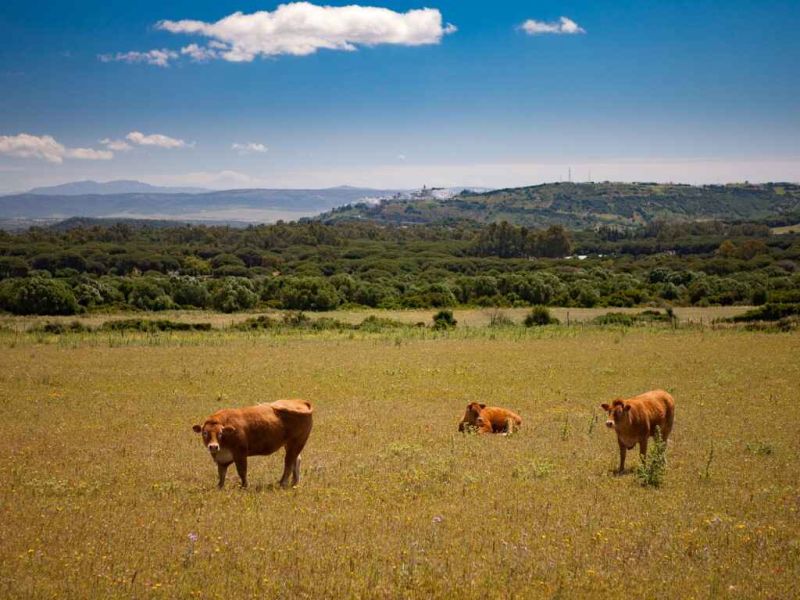 Agricultura selecciona al GDR Litoral de la Janda para implementar la EDL de Los Alcornocales