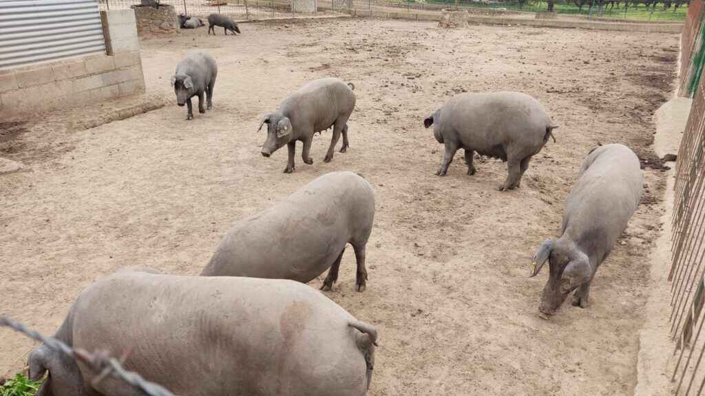 Asociación para el Desarrollo Rural de Andalucía GJQv MnWwAAIoXt
