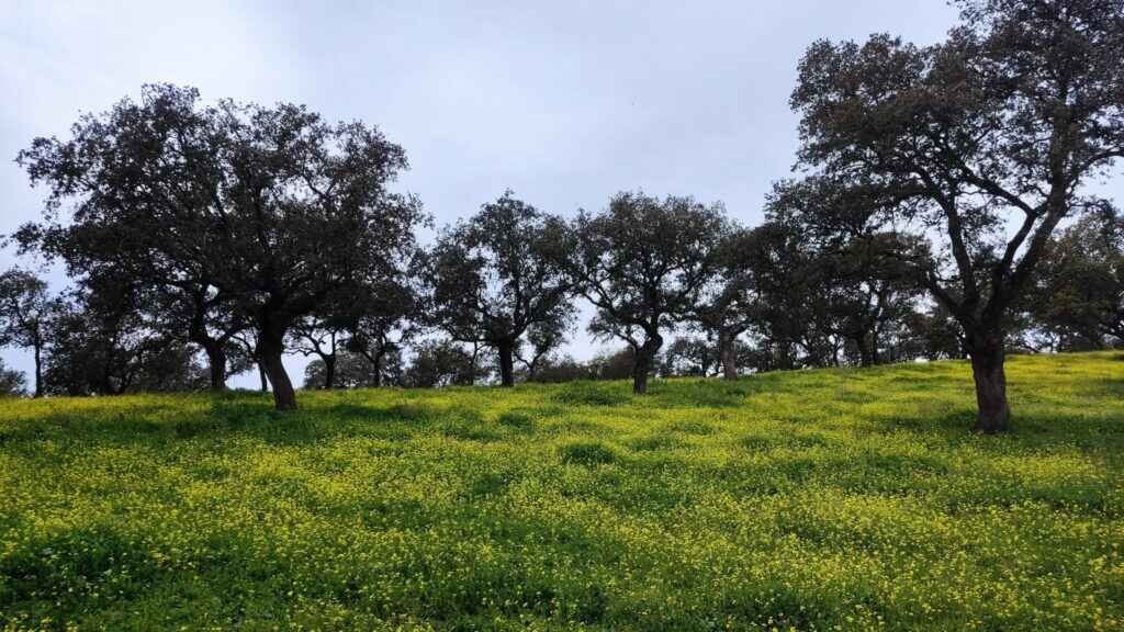 Asociación para el Desarrollo Rural de Andalucía GJQv 3XMAAKeDK
