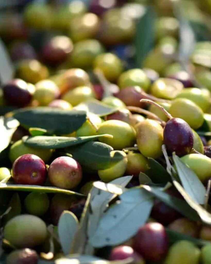 El mejor AOVE del mundo está en manos de mujeres de la Sierra Morena Sevillana Asociación para el Desarrollo Rural de Andalucía 487861160 1115105273964010 6232326800999535324 n