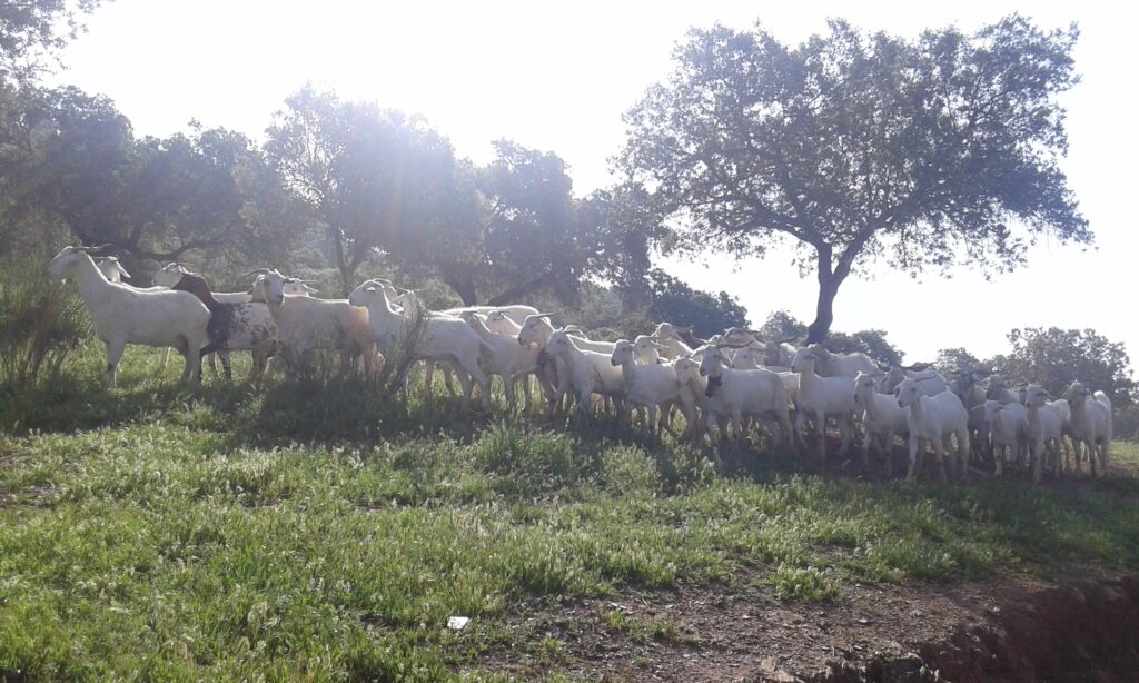 Sierra de Huelva. la Raya